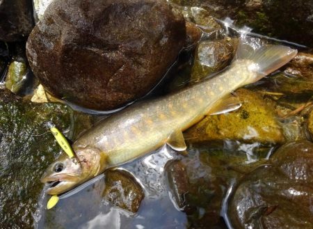 渓流ミノーイング
